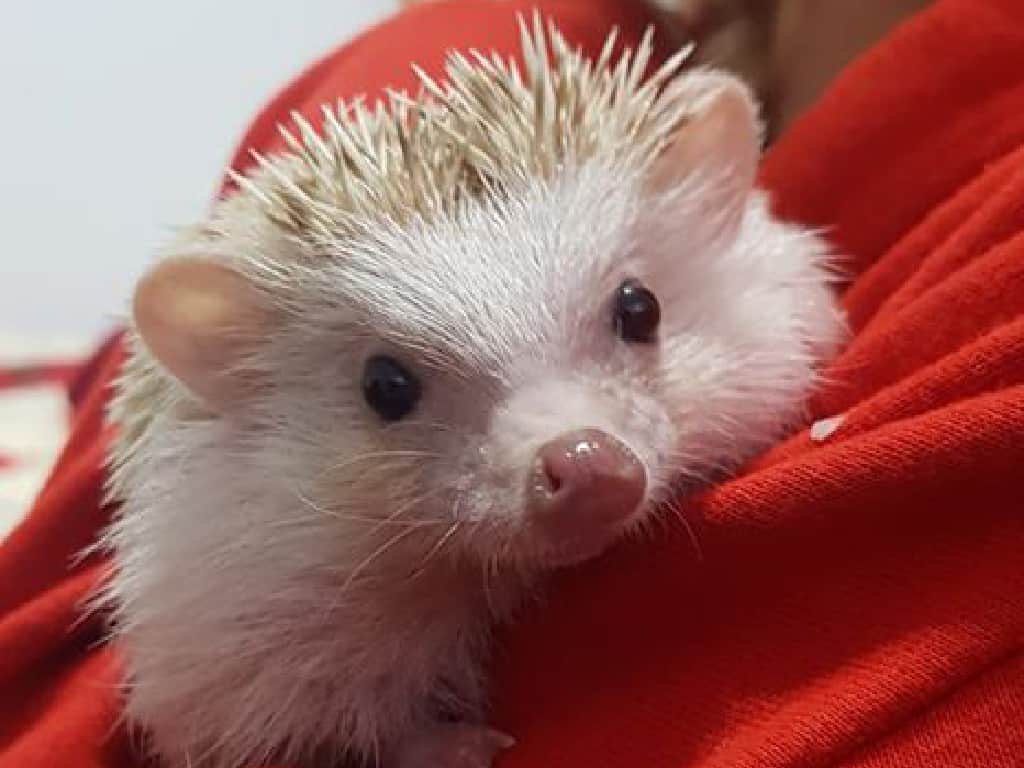 picture of Garlic who is a handsome hedgehog with cream colored quills