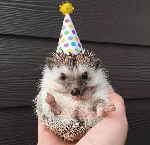 small hedgehog in a birthday hat