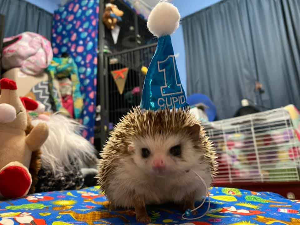 Cupid the hedgehog in his blue 1 year birthday hat