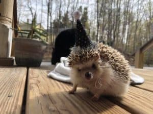 Walter the hedgehog in his black polka-dot party hat