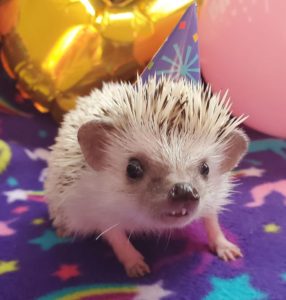 Melba the hedgehog with a toothy grin while wearing a party hat