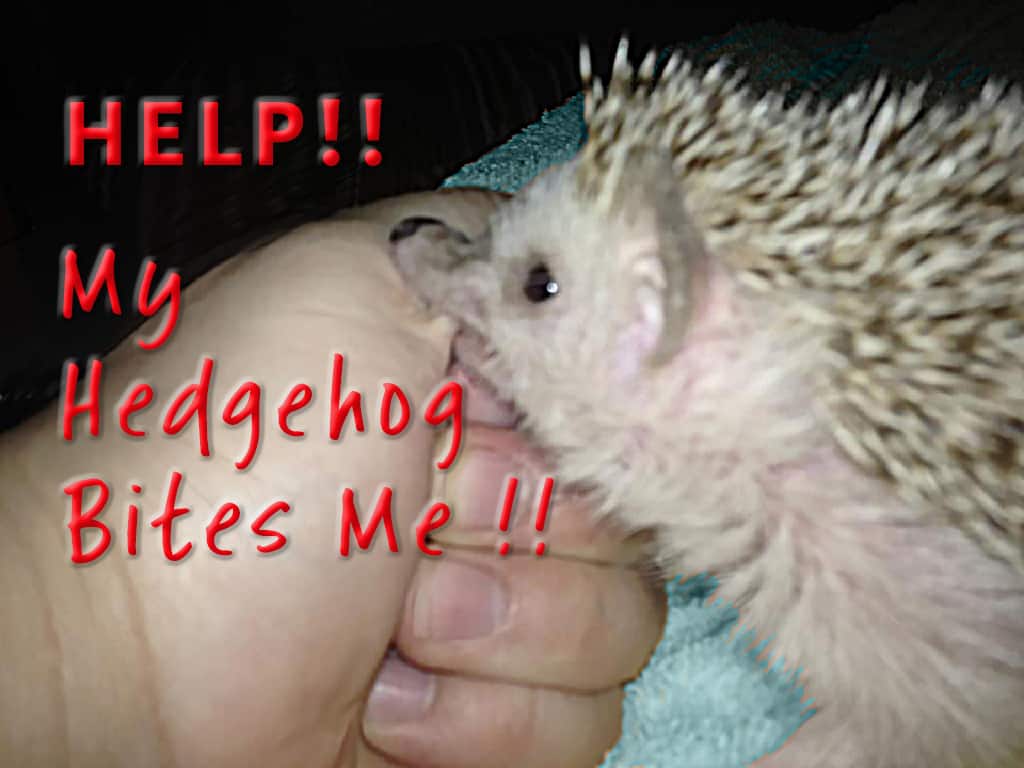 hedgehog bites the hand of its owner