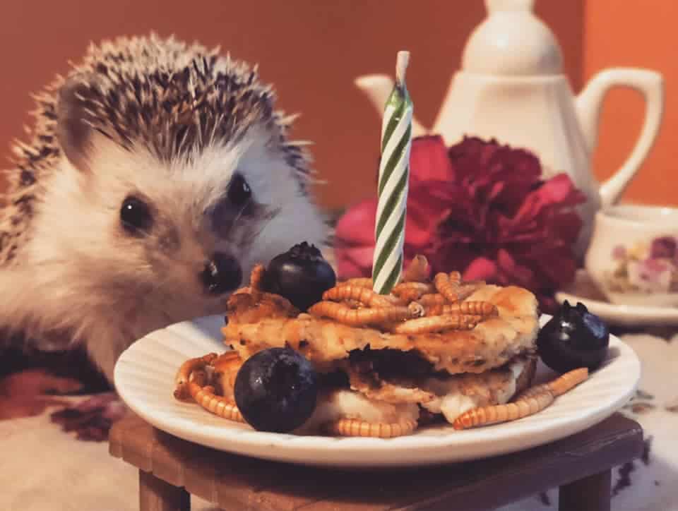 a hedgehog happy birthday cake made with pancake layered with mealworm and blueberries