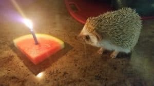 a hedgehog with a watermelon slice instead of a cake slice