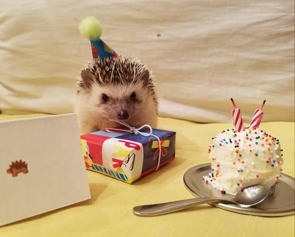 Piper the hedgehog enjoying her birthday celebration