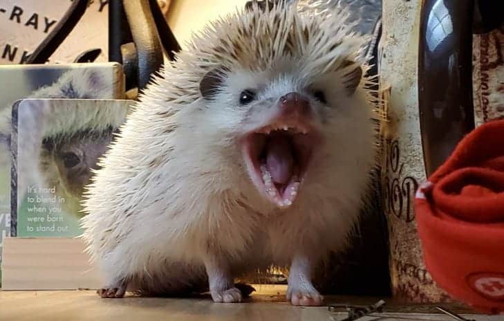 sharp teeth of a hedgehog can draw blood when biting