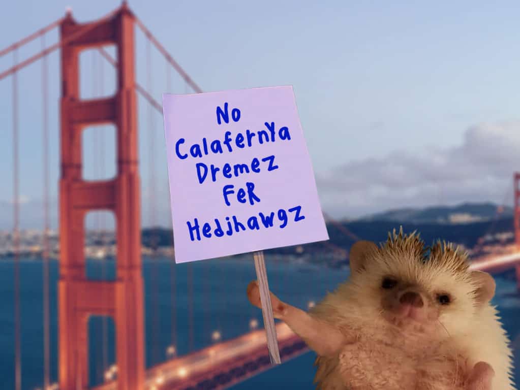 hedgehog holding a protest sign in front of a blurred background of the bay bridge in California where they're illegal