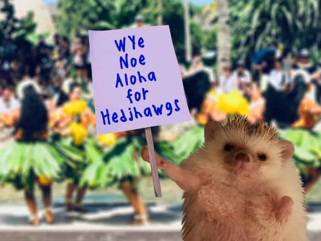 hedgehog holding a protest sign in front of a blurred background of Polynesian dancers in Hawaii where they're illegal