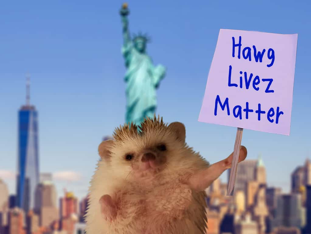 hedgehog holding a protest sign in front of a blurred background of New York City where they're illegal