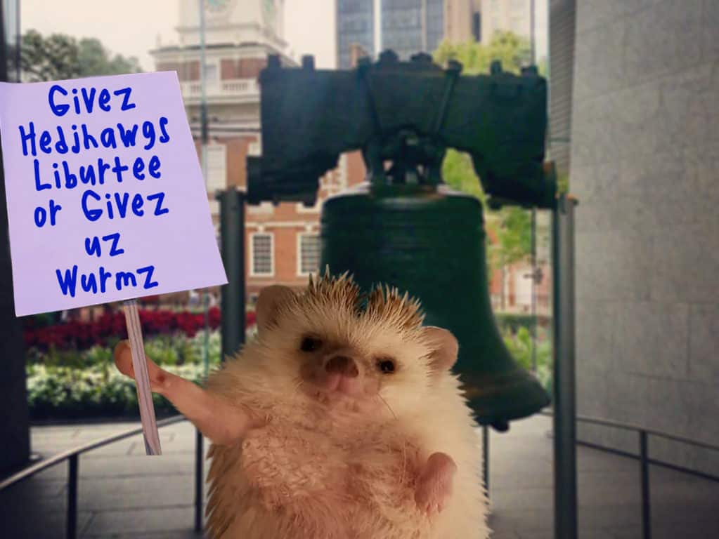 hedgehog protesting in front of the Liberty Bell in Pennsylvania where hedgehogs are illegal to have as pets