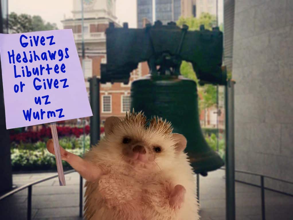 Which States Allow Hedgehogs as Pets Heavenly Hedgies