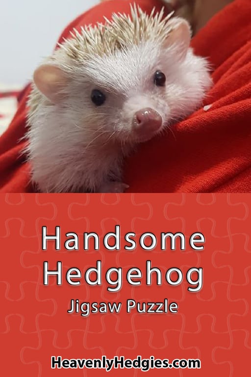 pin of Garlic who is a very handsome hedgehog