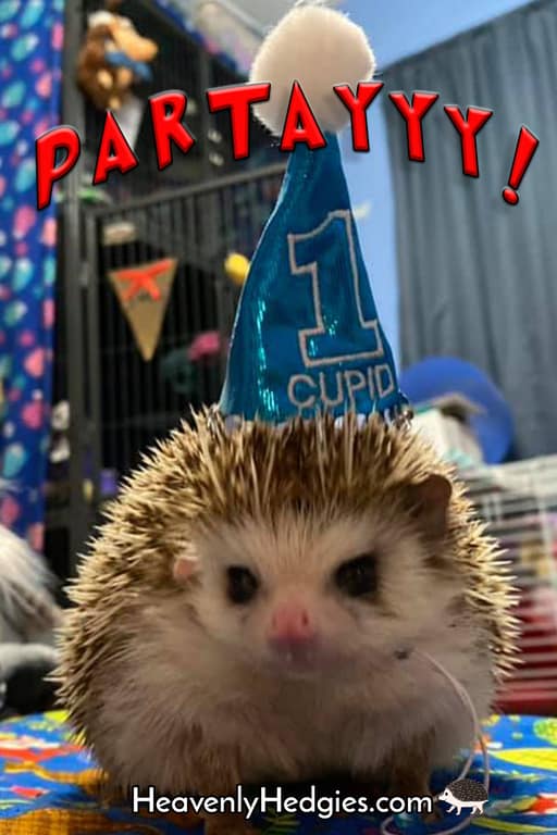 a hedgehog wearing a blue birthday party hat with a meme that says PARTAYYY!