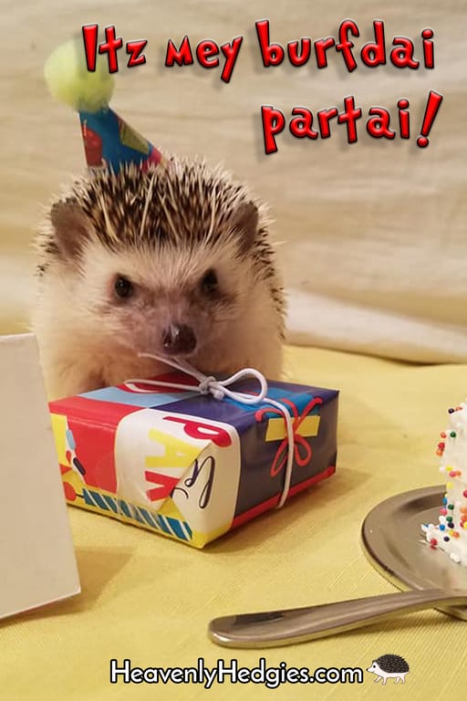 a hedgehog with a birthday present, cake, and card with a meme that is written in hogese to say'It's my birthday party!