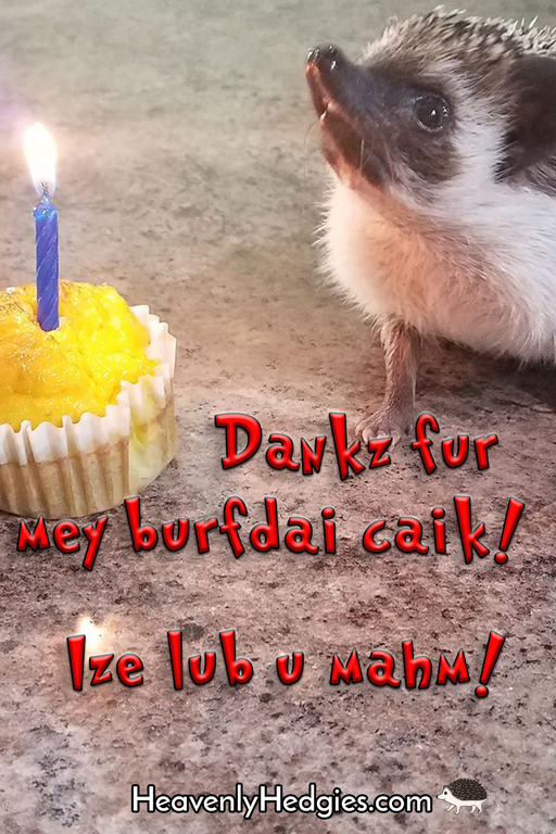a hedgehog with a birthday cake with a meme that is written in hogese to say'Thanks for my birthday cake! I love you mom!'