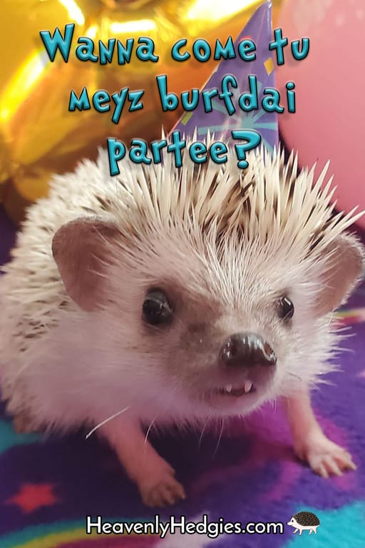 a hedgehog wearing a birthday hat with a meme that is written in hogese to say'Wanna come to my birthday party?'