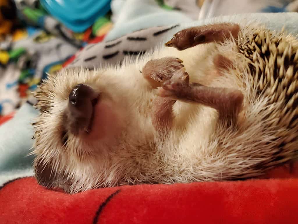 a picture of Luna the smiling hedgehog