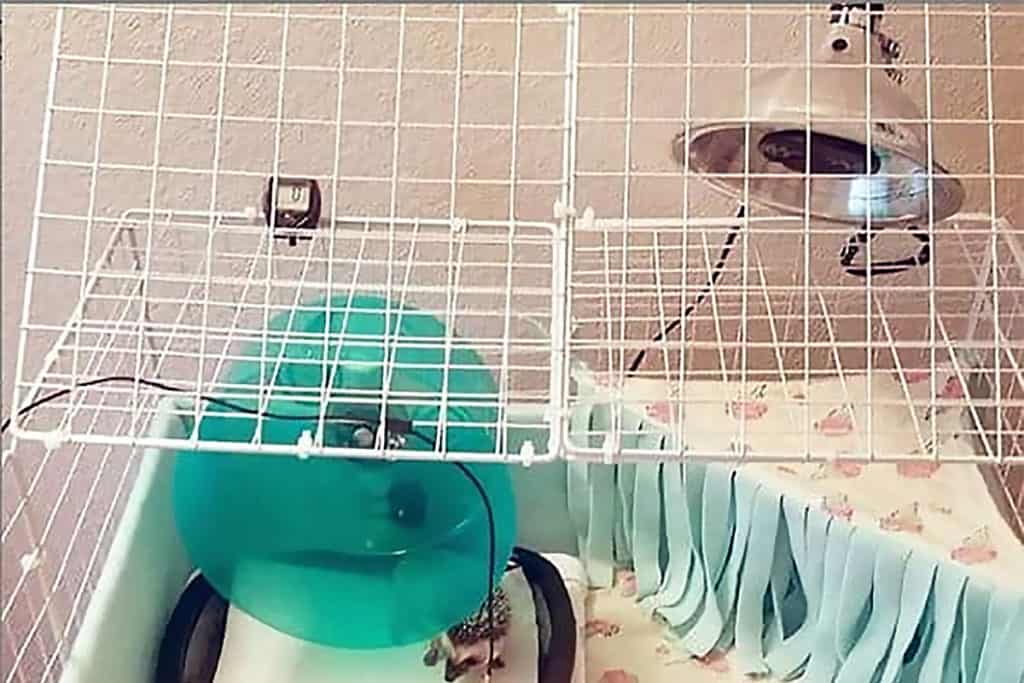 a hedgehog under a CHE hedgehog cage heater