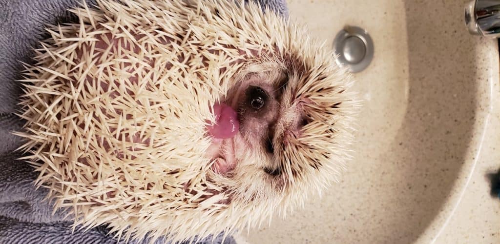 hedgehog with a penile cancerous tumor who died