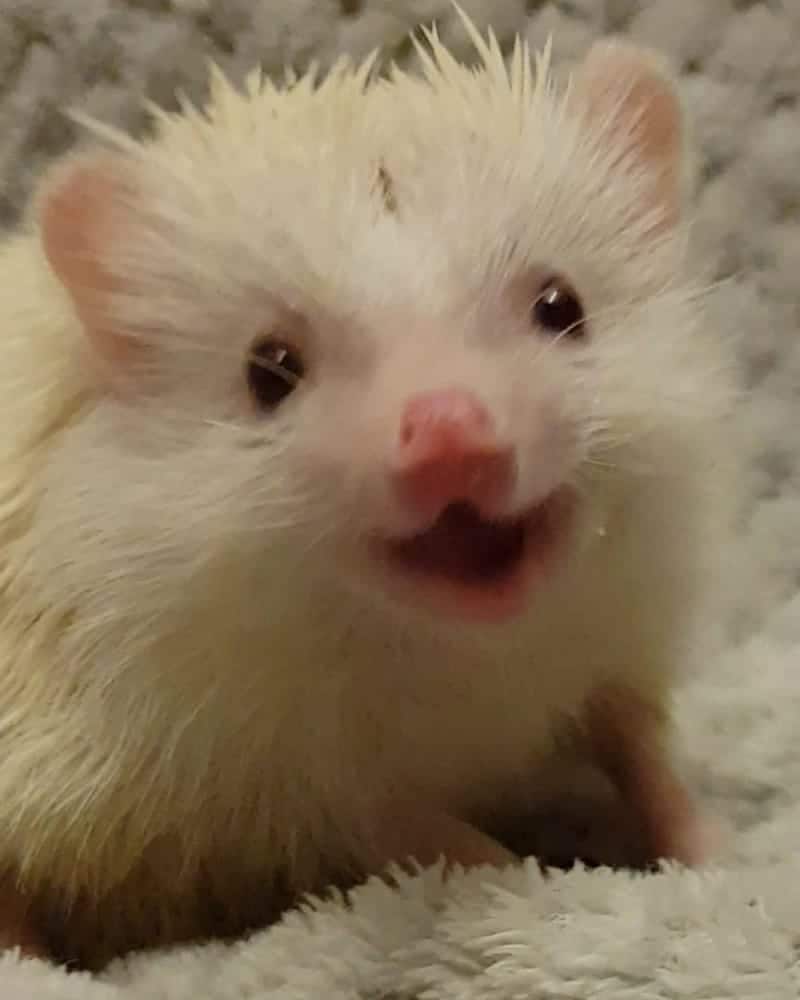 Theon the hedgie