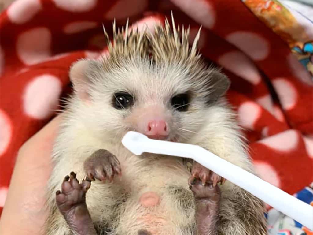 Cupid the hedgehog having his teeth brushed