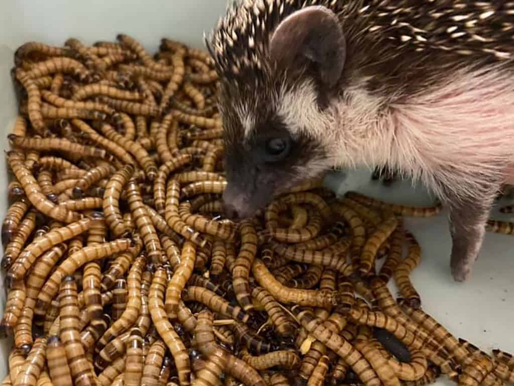 picture of a hedgehog sniffing her favorite treat of worms