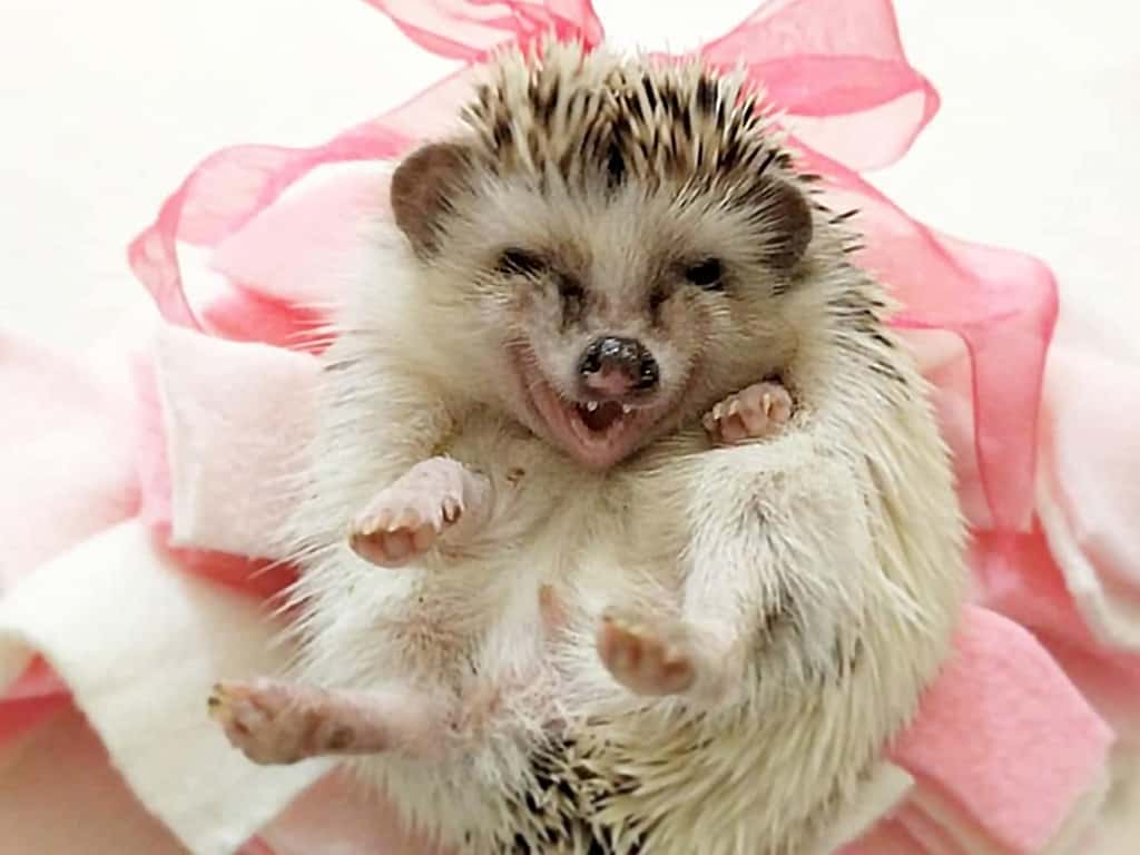 a laughing hedgehog jigsaw puzzle picture