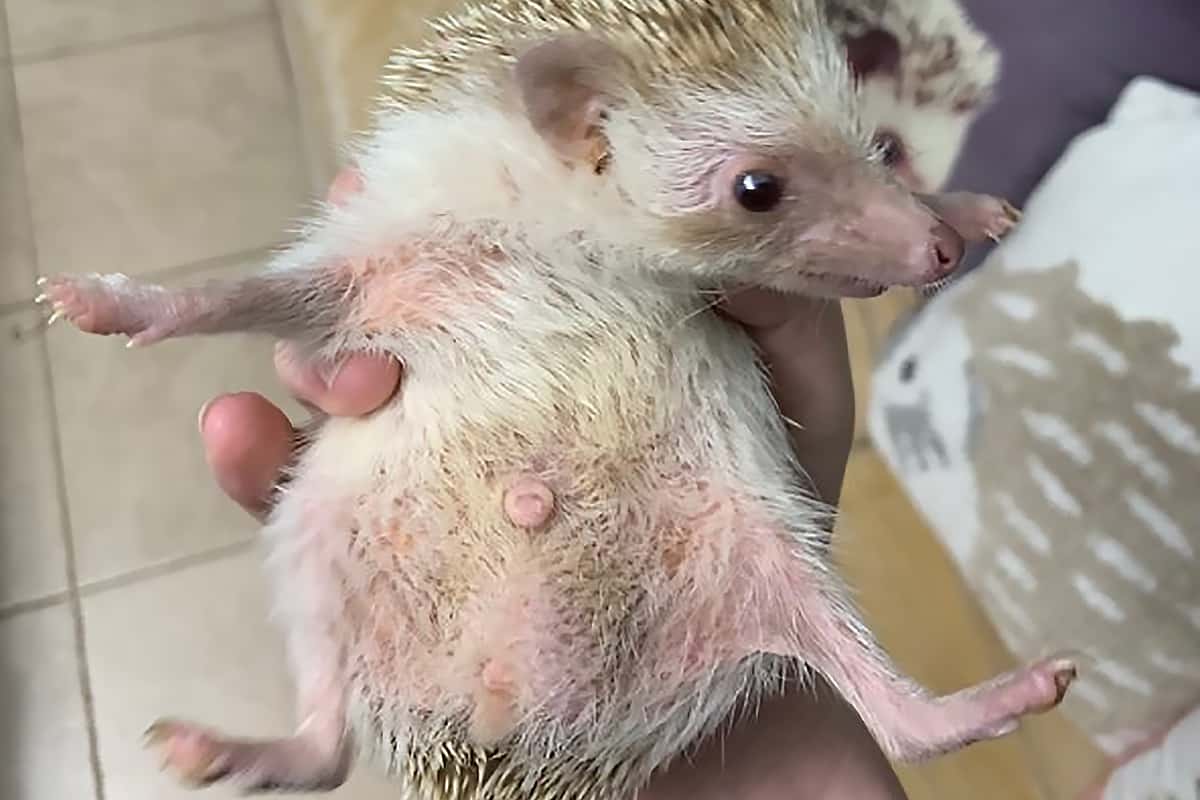 Hedgehog masturbation