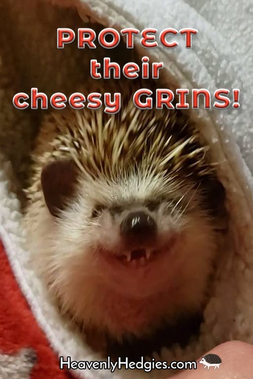 picture of a hedgehog with a cheesy grin