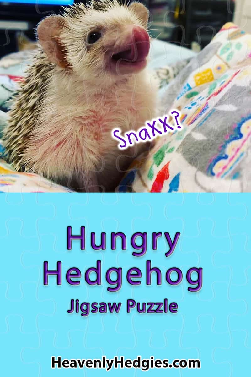 picture of a hedgehog licking their lips in expectation of some yummy food
