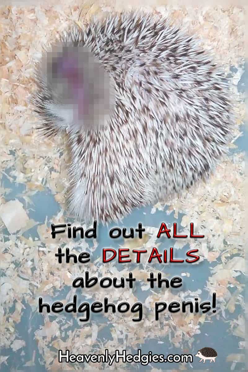 a picture of a hedgehog with his genitalia pixelated