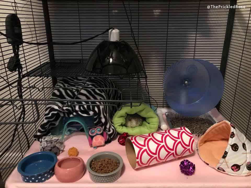 This is an example of a critter nation cage perfectly lined with fleece and cluttered with toys and an exercise wheel. As per this hedgehog care sheet, we recommend lots of engaging toys and hide-aways for your hedgehog to feel safe and occupied.